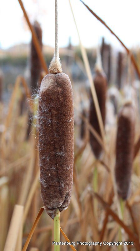 Look for the cattail head, regardless of the time of year. Toxic iris plants' leaves resemble the cattail's, but the iris don't have a similar head.