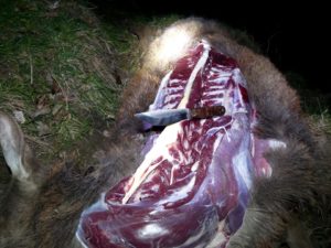 The Hudson Bay Trade knife worked well on this New Zealand deer.