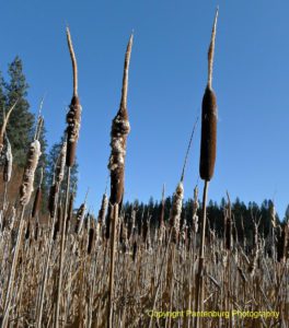 All parts of a cattail are edible, but don't mistake them for the poisonous iris.