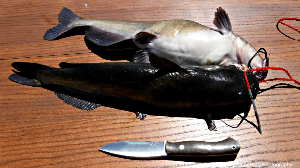 Try this simple rig to catch fish anywhere