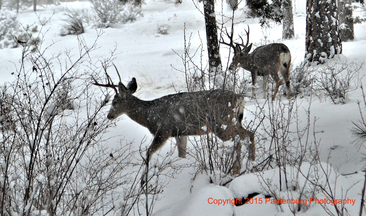 Mule deer bucks forage through the snow.