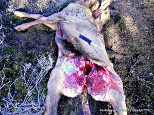 The right knife can make all the difference when handling a downed big game animal.