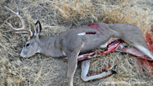 The Cross Knives Lil Whitetail worked well for field dressing this mule deer buck.