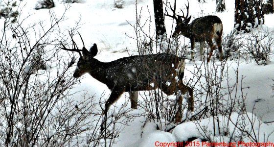 why hunt, best hunting knife, deer hunting