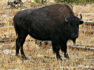 bison in Yellowstone, bison, bison down