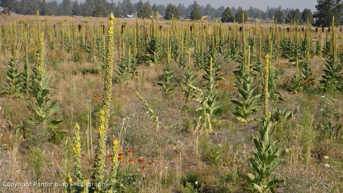 field of mullein plants