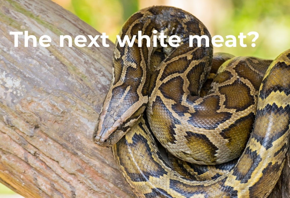 Five things to know about hunting and eating snakes – Survival Common Sense  Blog | Emergency Preparedness