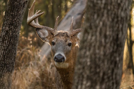 deer in heavy brush
