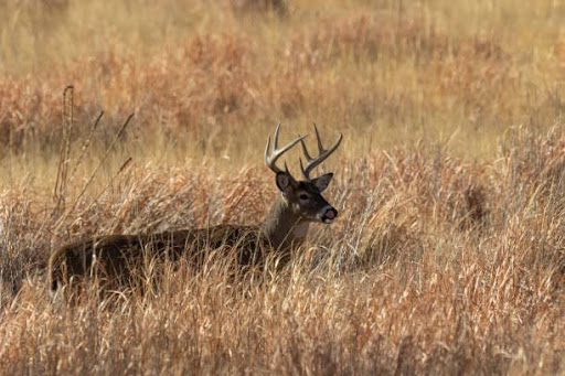large buck in the grasses