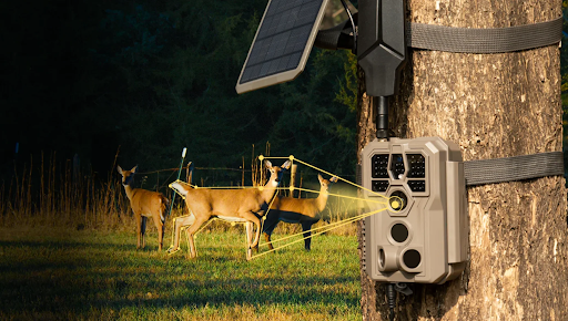 group of deer tracked by trail camera