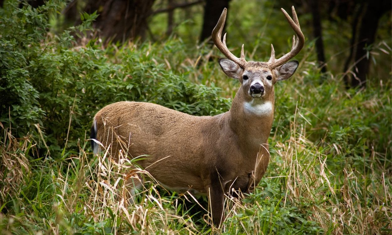 buck standing in woods